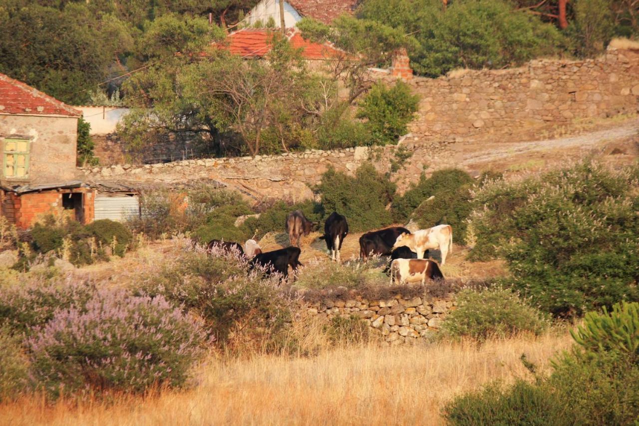 Alterna Koey Evi Guest House Ayvacik Екстериор снимка